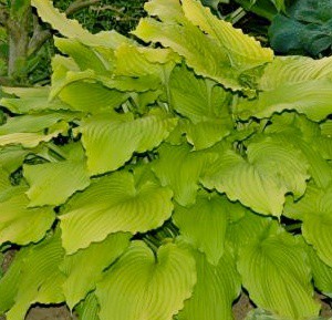Hosta Dancing Queen