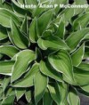Hosta Allan P Mc Connell  