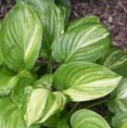 Hosta Athena