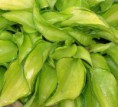 Hosta Cracker Crumbs