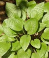 Hosta Garnet Prince