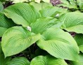 Hosta Green Acres