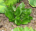 Hosta Joseph